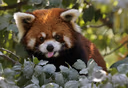 redpanda_tongue emote