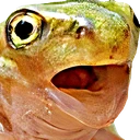 frogpogr emote