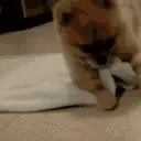 goodnight animated emote