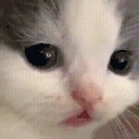 catWhatever emote