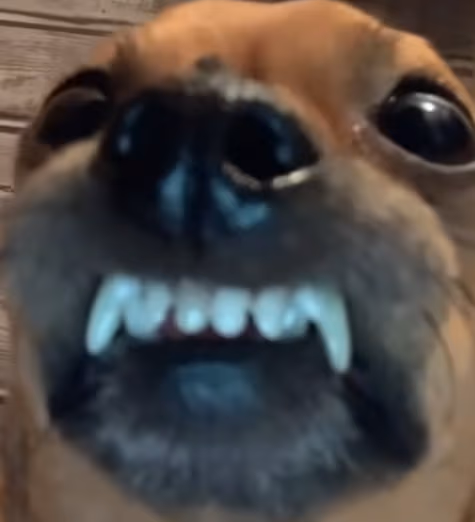 Dog emote