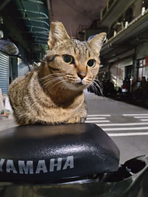 cat emote