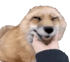PETTHEVULPES emote