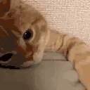 tucked emote