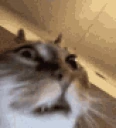 SCHIZOCAT emote