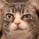 meow animated emote