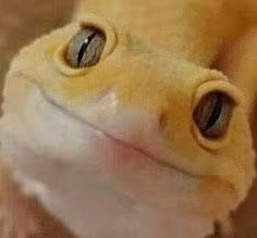 LeopardGeckoFace emote
