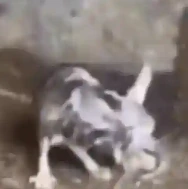 Gato emote