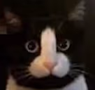 gatopene emote