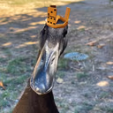 rich_duck emote