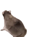 raccSpin emote