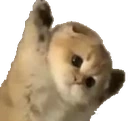 dont emote