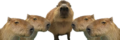 gortCouncil emote