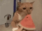 CatBeEatingTheWatermelon emote