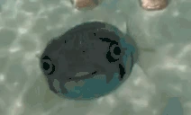 ogo emote