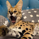 SoggaYawn emote