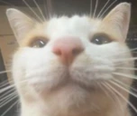 unsillyCat emote