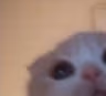 catpeek emote