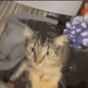 catRAVE animated emote