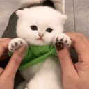 ewpTime emote