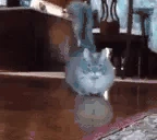 catArrive emote