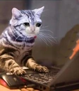 CE_sadcat5 emoji