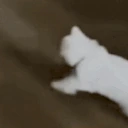 catNope emote