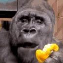 PAUSE emote