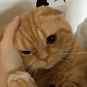 PETTHECAT emote
