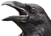 crowScream emote
