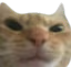 shityourself emote