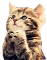 Prayge emote