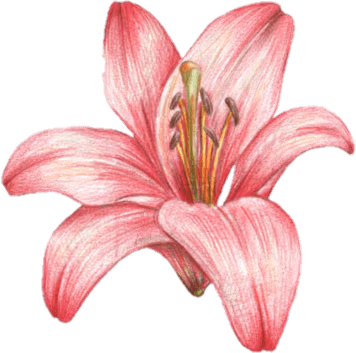 PinkLilyFlower emoji