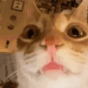 catErm4 emote
