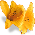 flower_butterlily emote