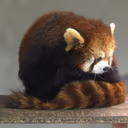redpanda_shy emote