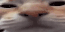 CatLookingSussyAndSleepyW emoji
