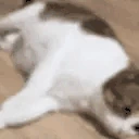 OMGCATISALIVEPEEPOHAPPY emote