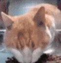 wot emote
