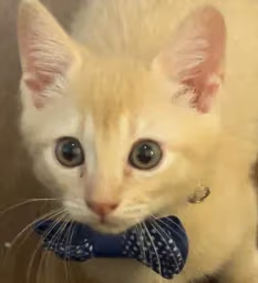 FancyCat emote