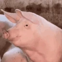 AYO emote
