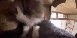 catmakingawesomebiscuitsreallyfast animated emote