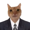 catBusiness emote