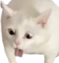 catYuck emote