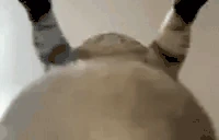 This emote
