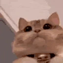 catLookingForWhoAsked emote