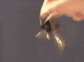 KEYS emote