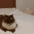 catBoop emote