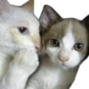 Fofoca emote