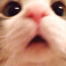 catblush emote